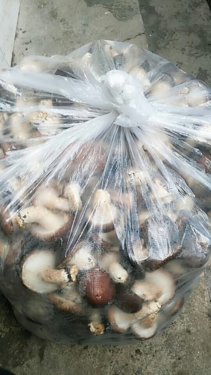 新鲜干香菇，鲜香菇