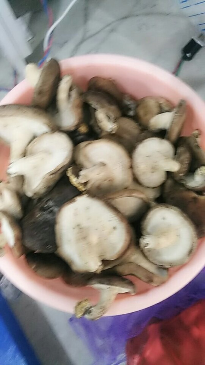 新鲜干香菇，鲜香菇