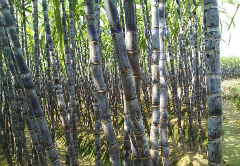 现砍黑皮甘蔗9斤装3根整装，36元一箱