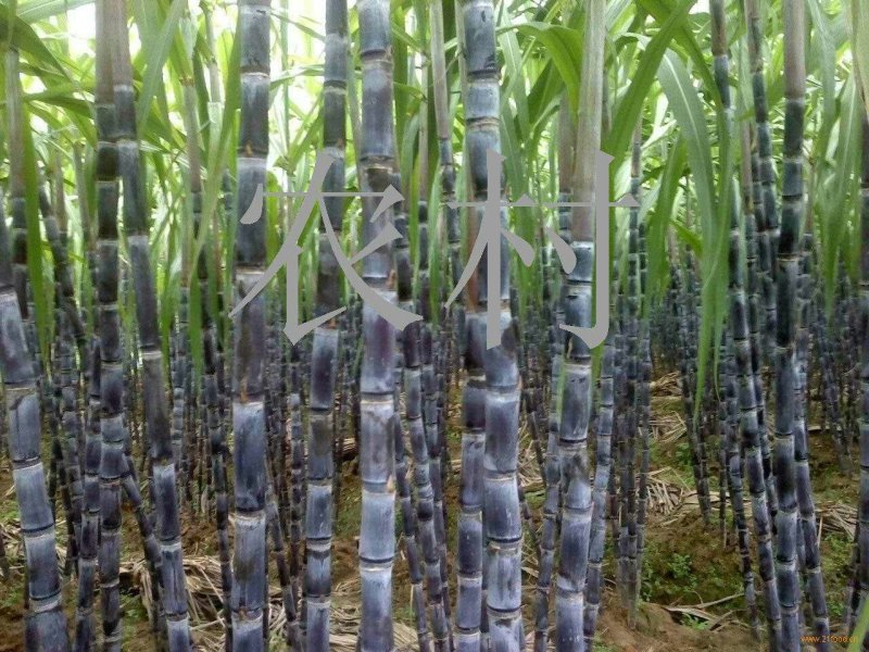 现砍黑皮甘蔗9斤装3根整装，36元一箱