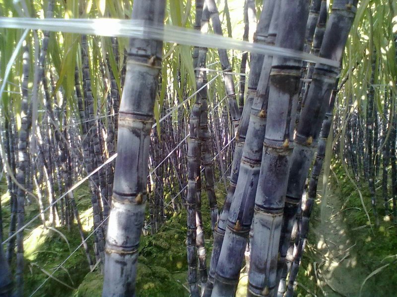 现砍黑皮甘蔗9斤装3根整装，36元一箱