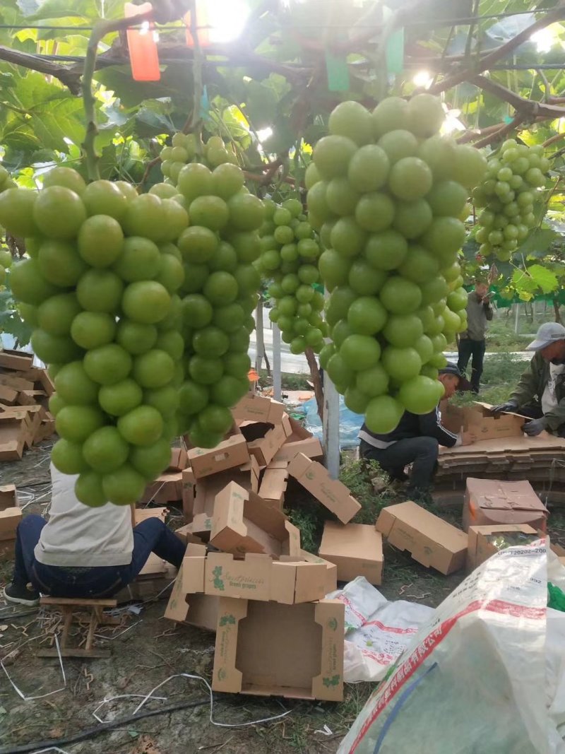 葡萄苗山东葡萄苗基地种植葡萄苗葡萄苗批发基地