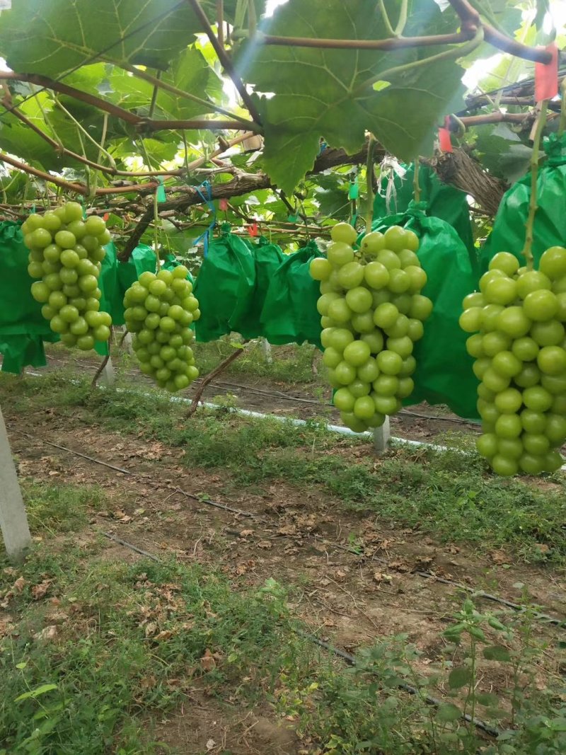 葡萄苗山东葡萄苗基地种植葡萄苗葡萄苗批发基地