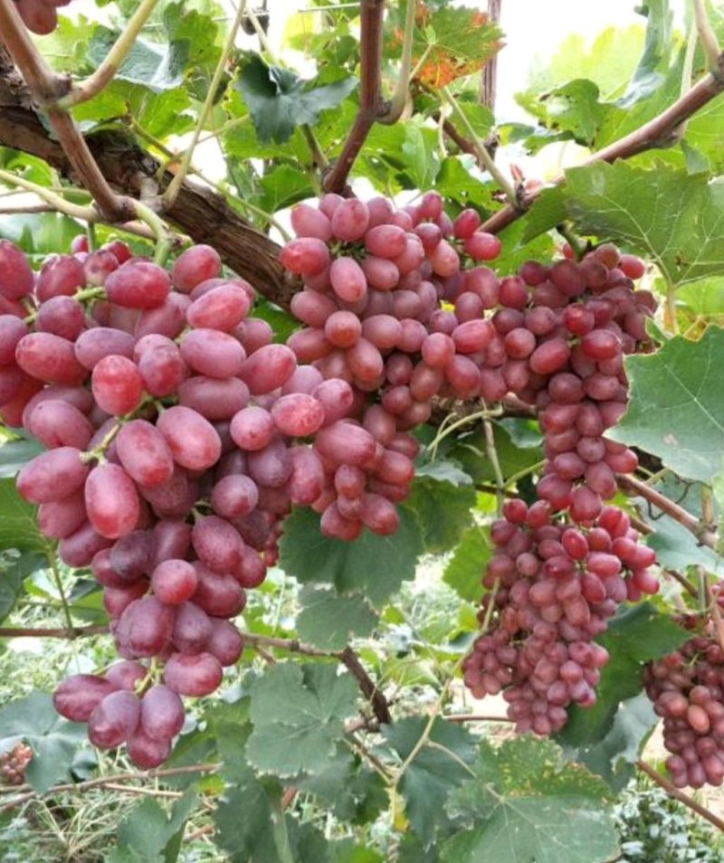 葡萄苗山东葡萄苗基地种植葡萄苗葡萄苗批发基地