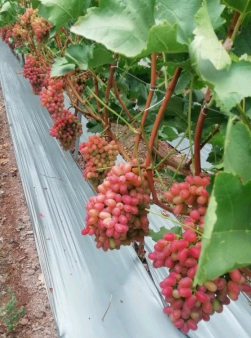 克伦生葡萄苗让农户放心种植专业苗圃基地批发