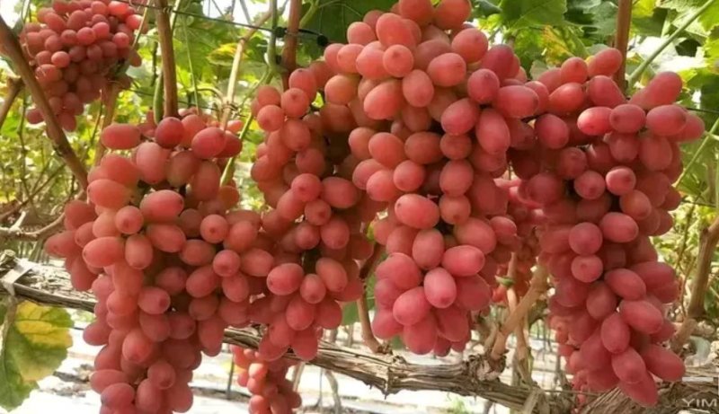 克伦生葡萄苗让农户放心种植专业苗圃基地批发