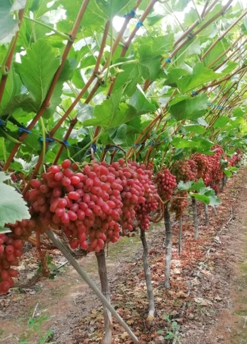 克伦生葡萄苗让农户放心种植专业苗圃基地批发