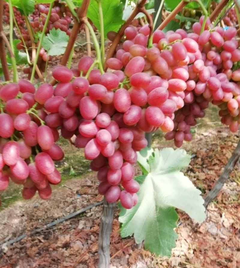 克伦生葡萄苗让农户放心种植专业苗圃基地批发