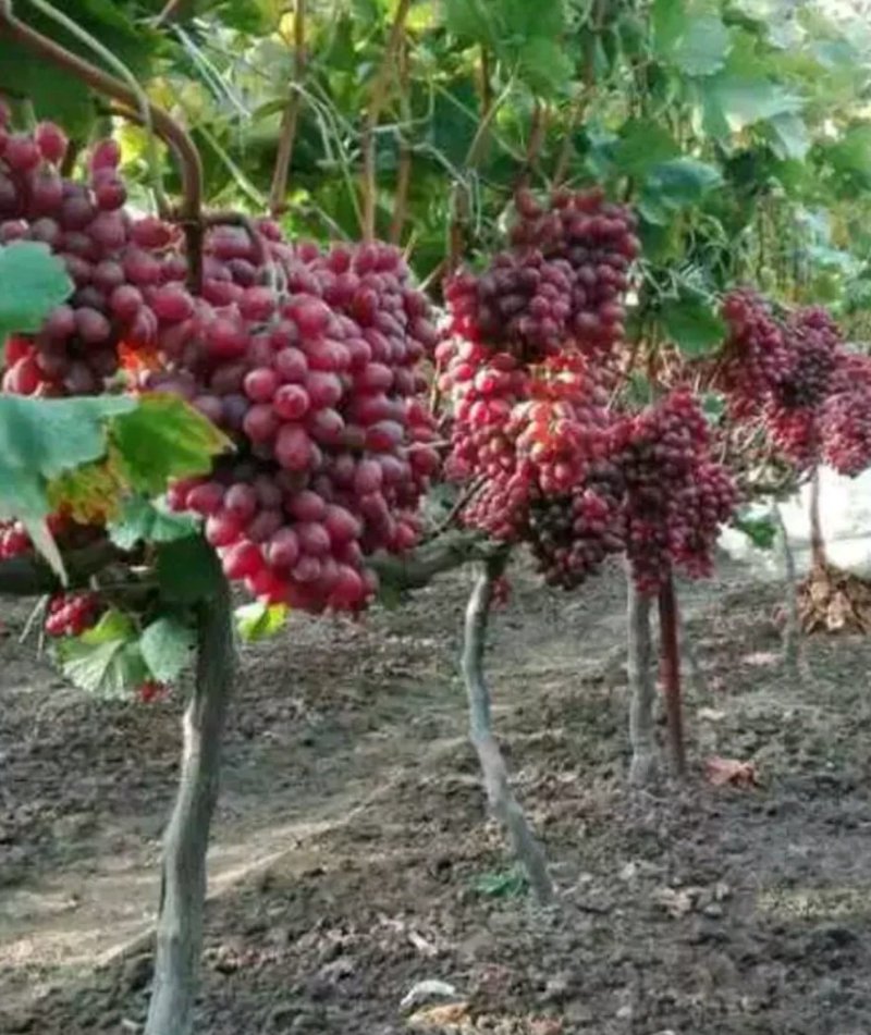 克伦生葡萄苗让农户放心种植专业苗圃基地批发