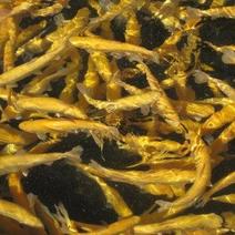 金鳟鱼商品鱼各种规格