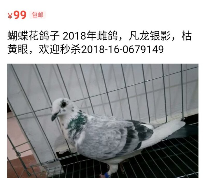 种鸽信鸽120一对，花色不同价格不同