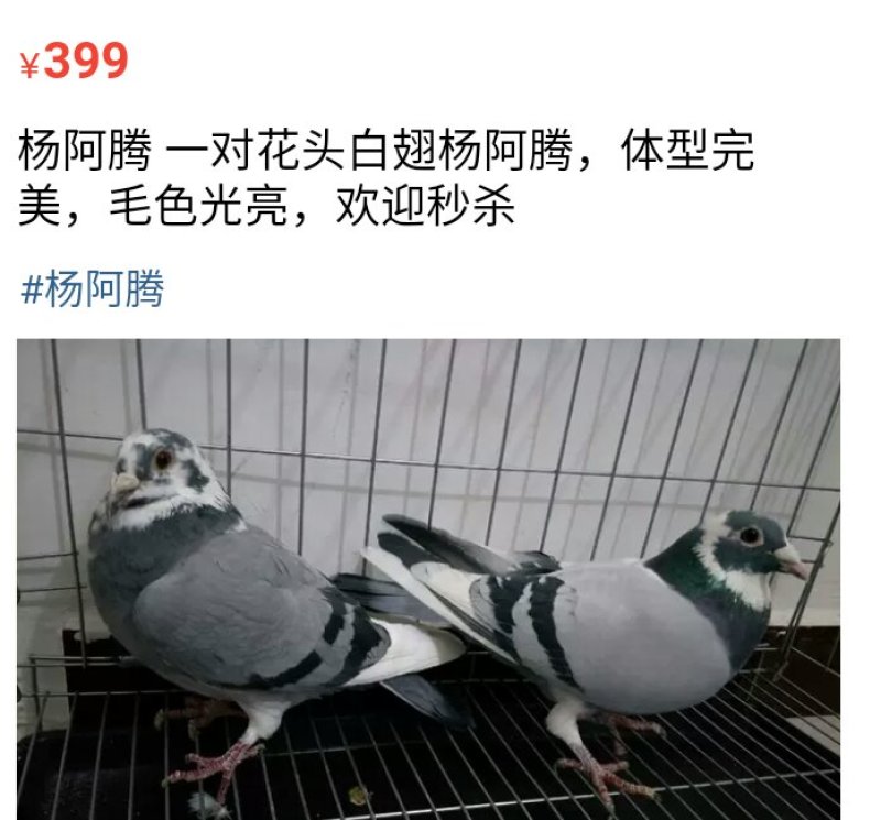 种鸽信鸽120一对，花色不同价格不同