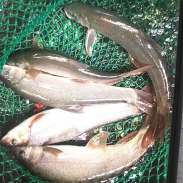 雅鱼细鳞鱼阴河阳鱼批发