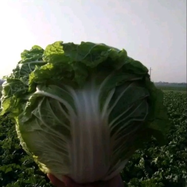 自产自销鸡腿白菜100亩价格低质量好欢迎选购