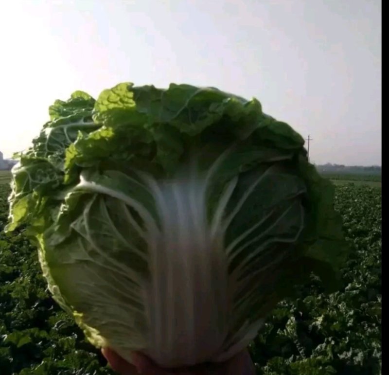 自产自销鸡腿白菜100亩价格低质量好欢迎选购