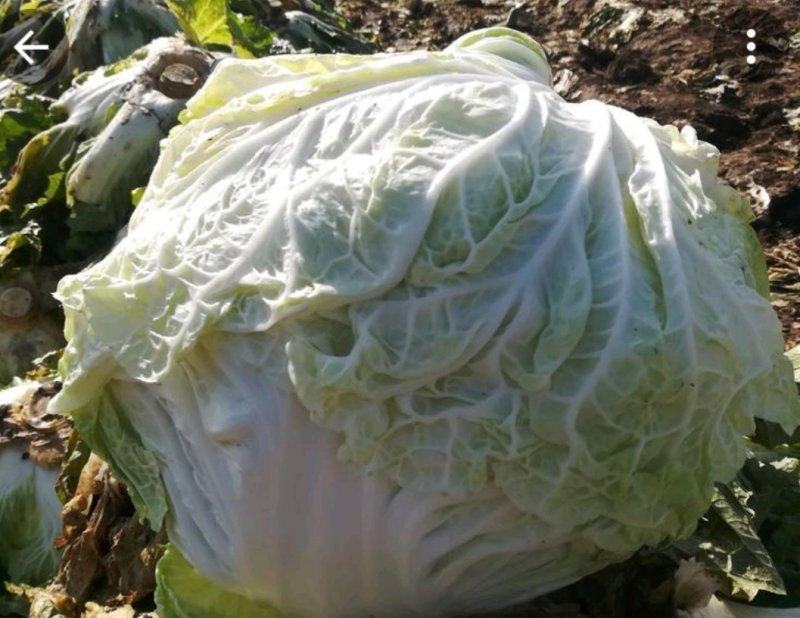 自产自销鸡腿白菜100亩价格低质量好欢迎选购