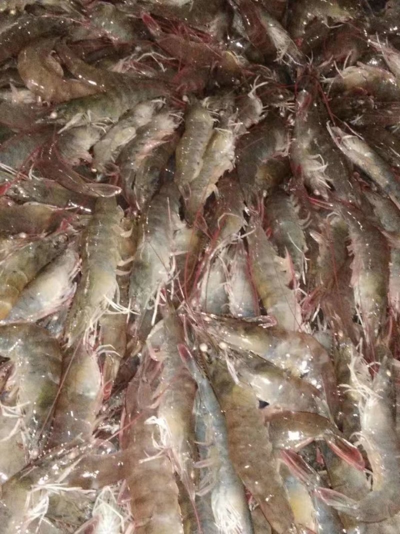 自产自销纯一手货源纯海水南美虾