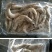自产自销纯一手货源纯海水南美虾