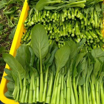 菜心