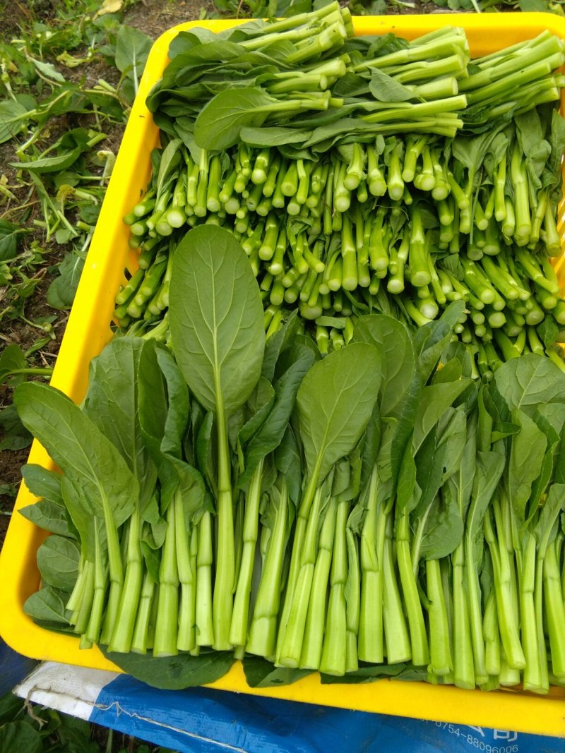 菜心