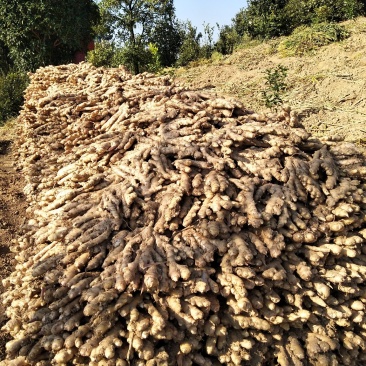 广西柳州瑶山香辣火姜