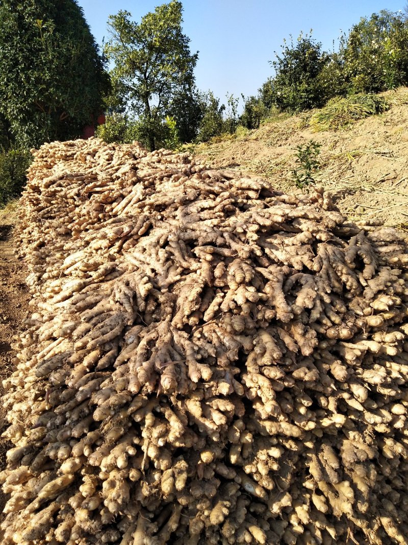 广西柳州瑶山香辣火姜