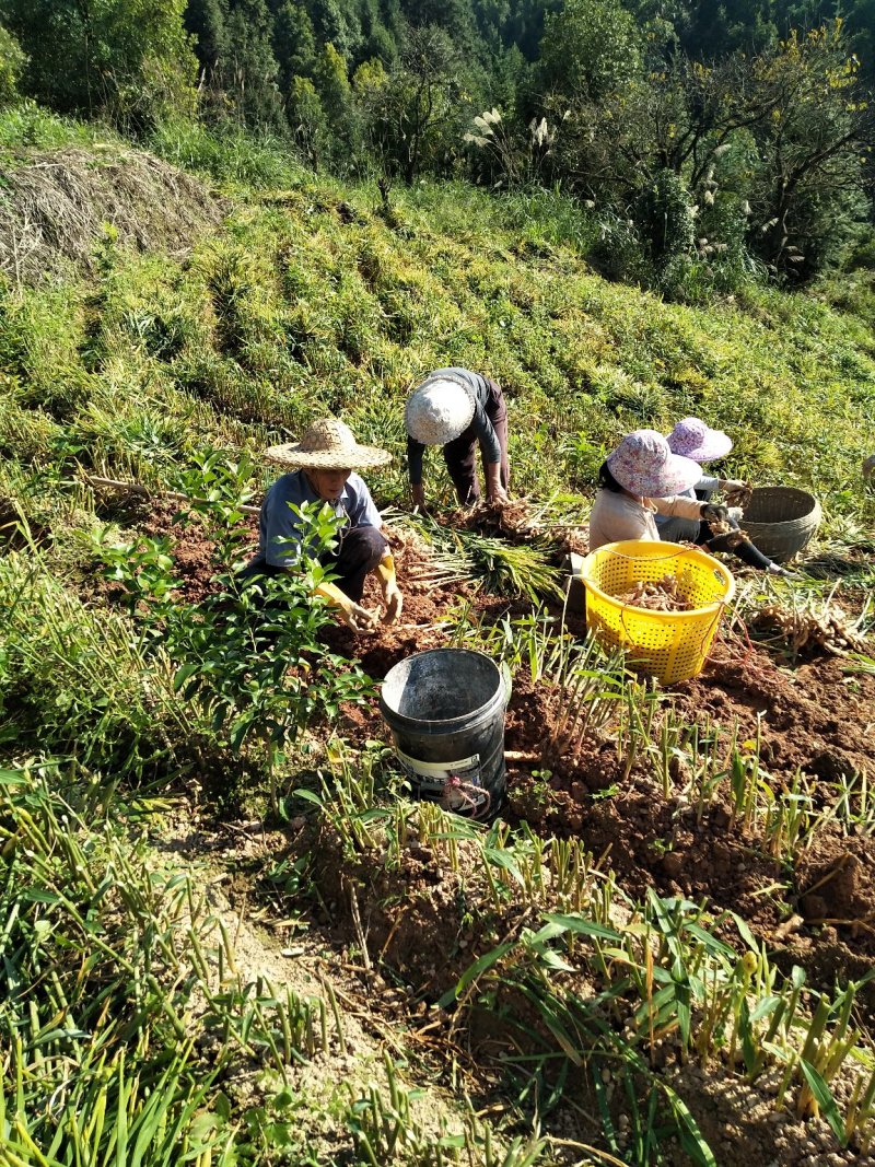 广西柳州瑶山香辣火姜