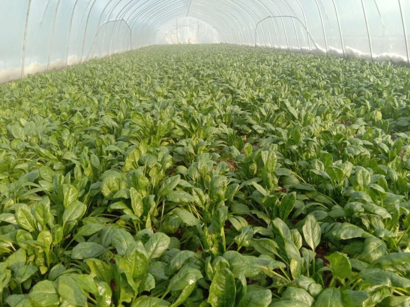 温室大棚大叶菠菜