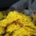 菊花茶