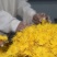 菊花茶