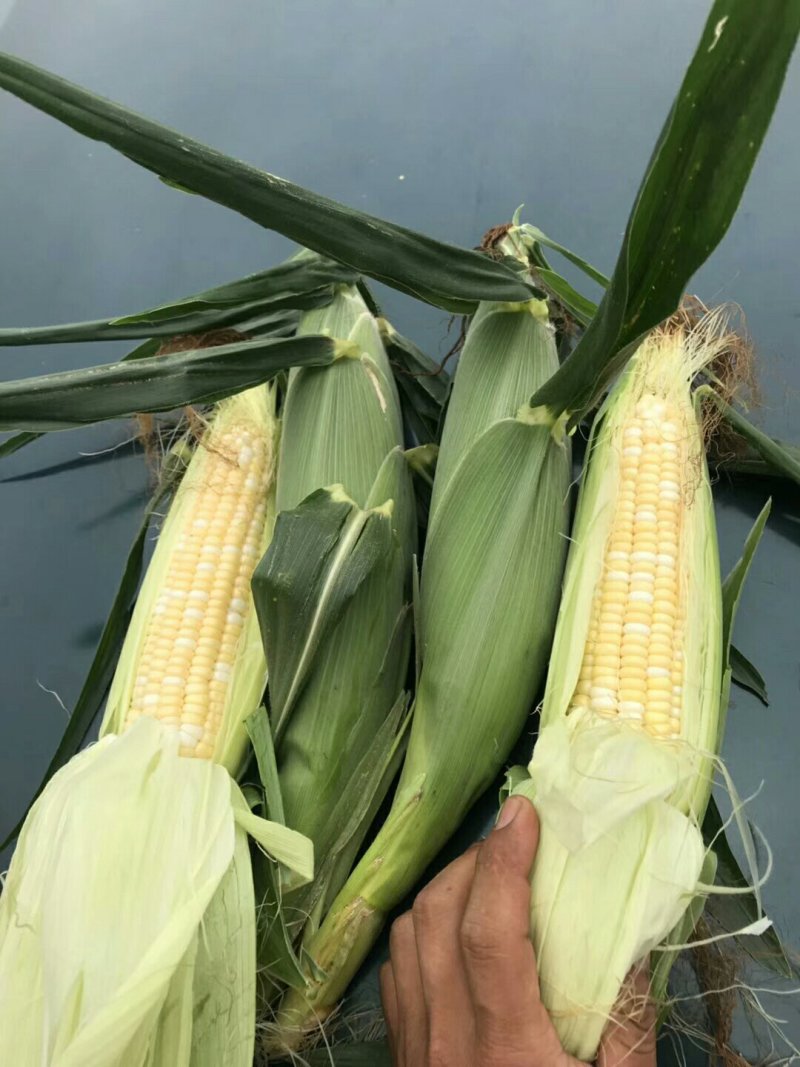 各种玉米