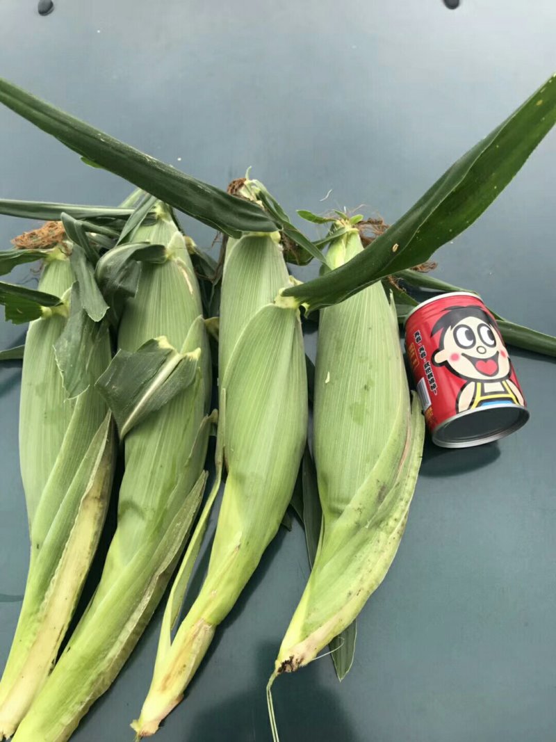 各种玉米