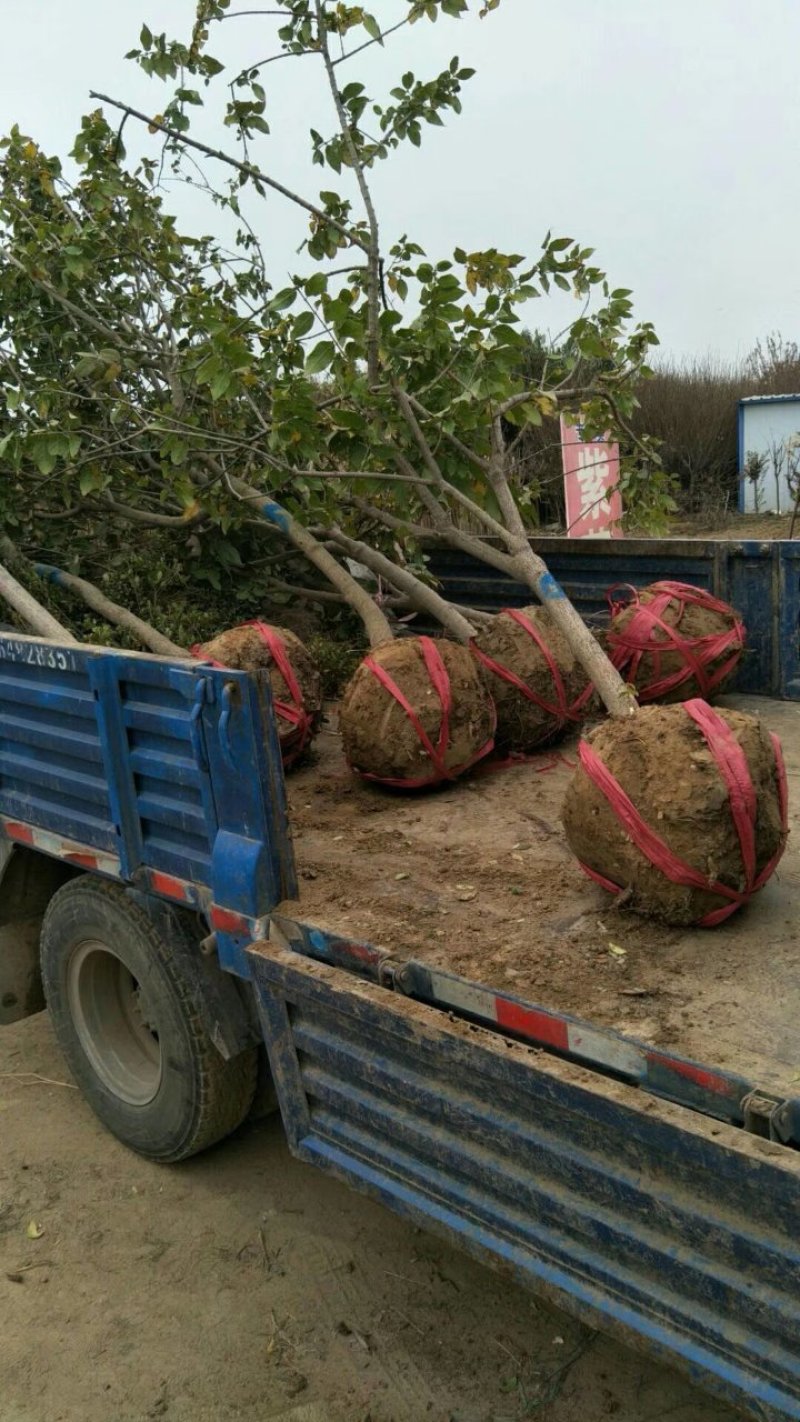 苗圃大量供应单杆丛生冬季开花腊梅5公分420