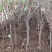 苗圃大量供应单杆丛生冬季开花腊梅5公分420