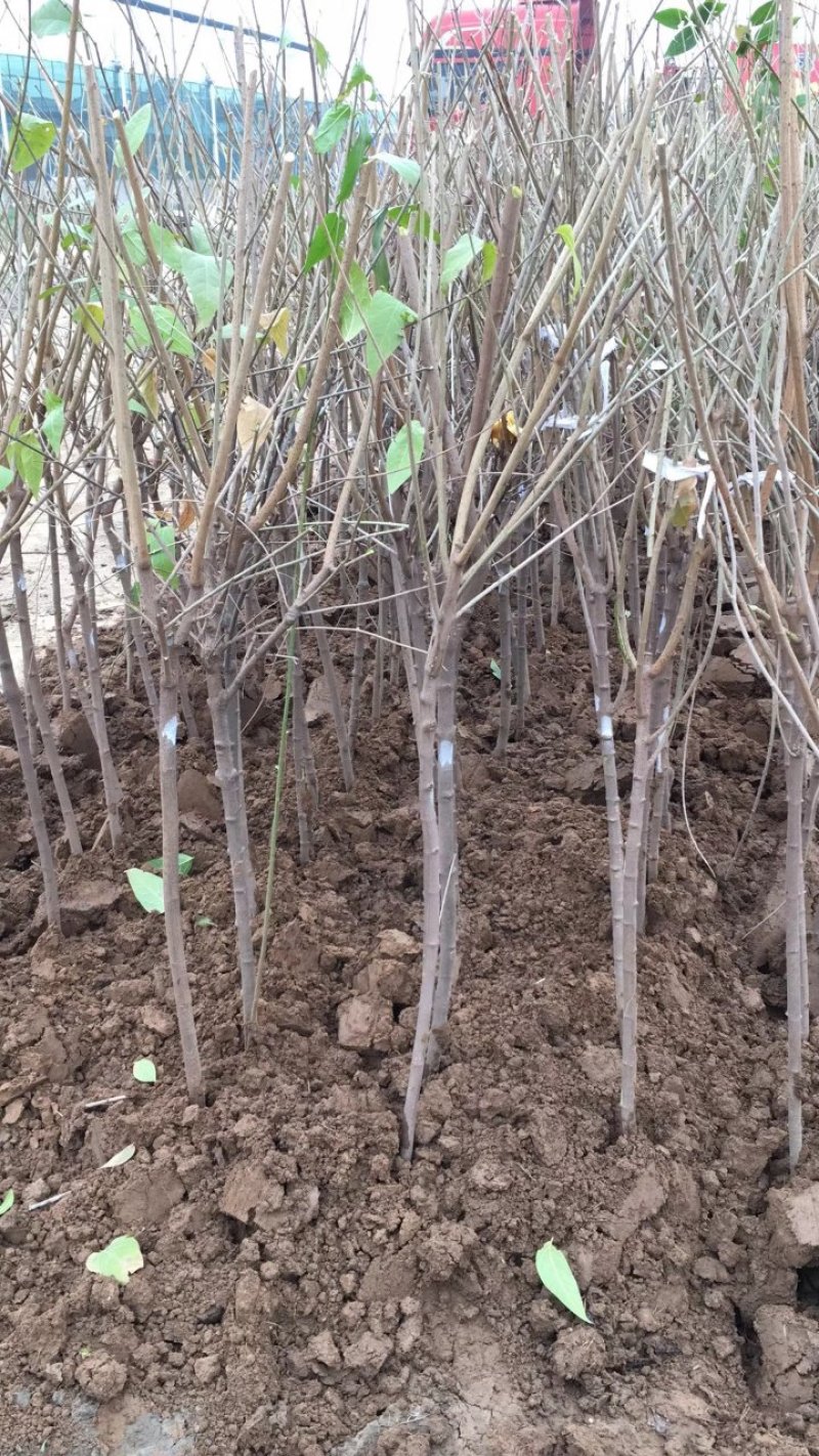 苗圃大量供应单杆丛生冬季开花腊梅5公分420