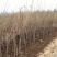 苗圃大量供应单杆丛生冬季开花腊梅5公分420