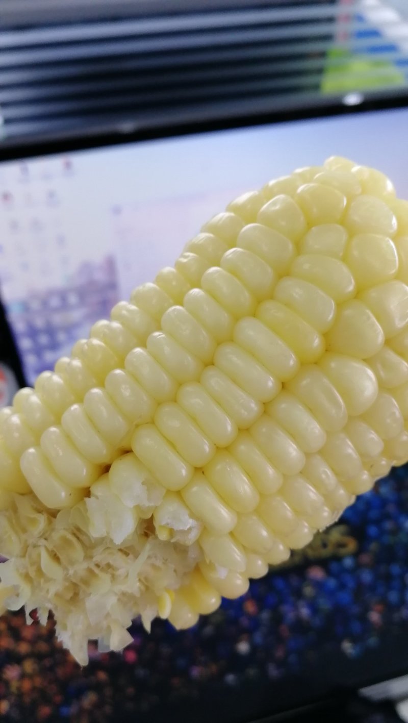 东北笨玉米非转基因甜玉米万诺