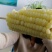 东北笨玉米非转基因甜玉米万诺
