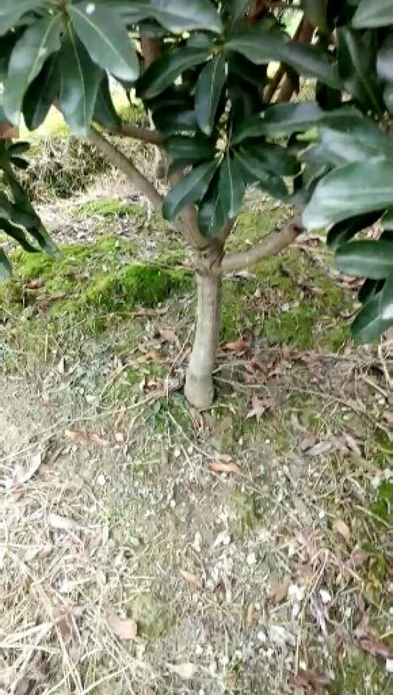 杨梅树苗