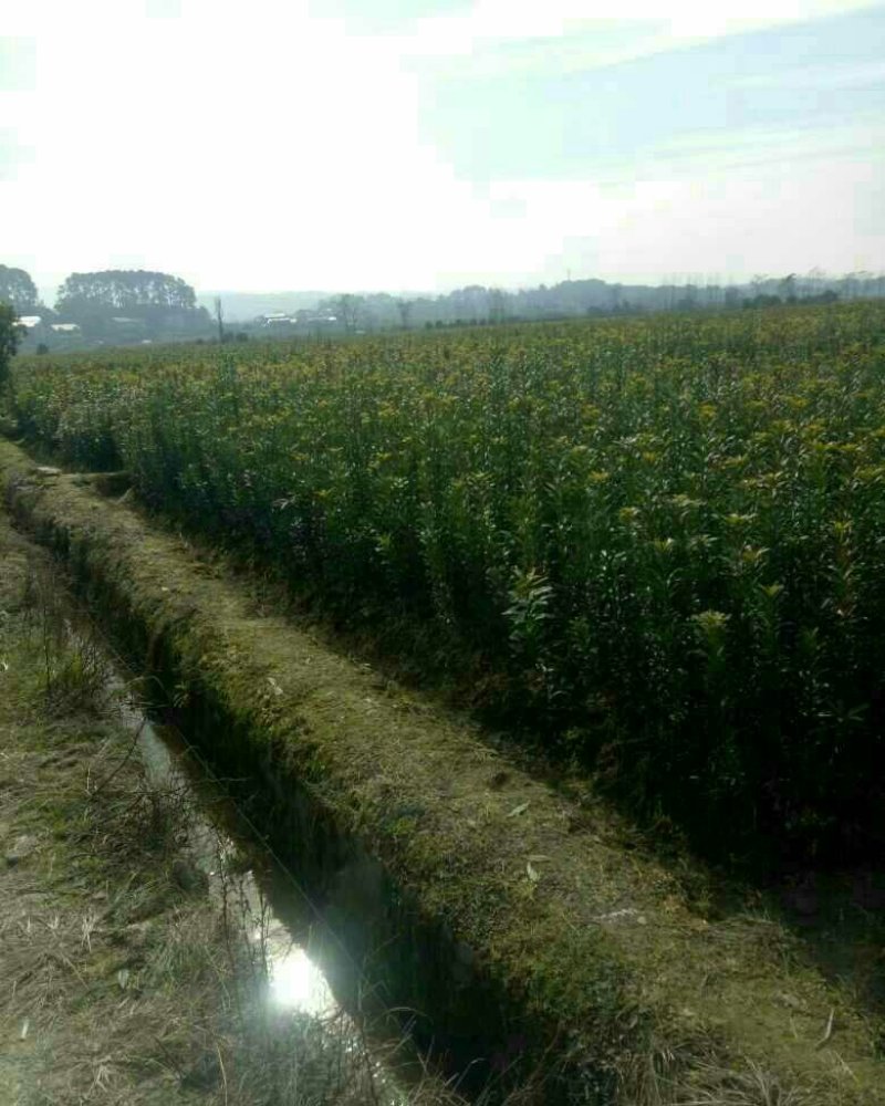 杨梅树苗