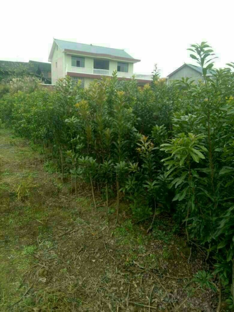 杨梅树苗