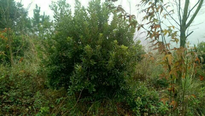 杨梅树苗