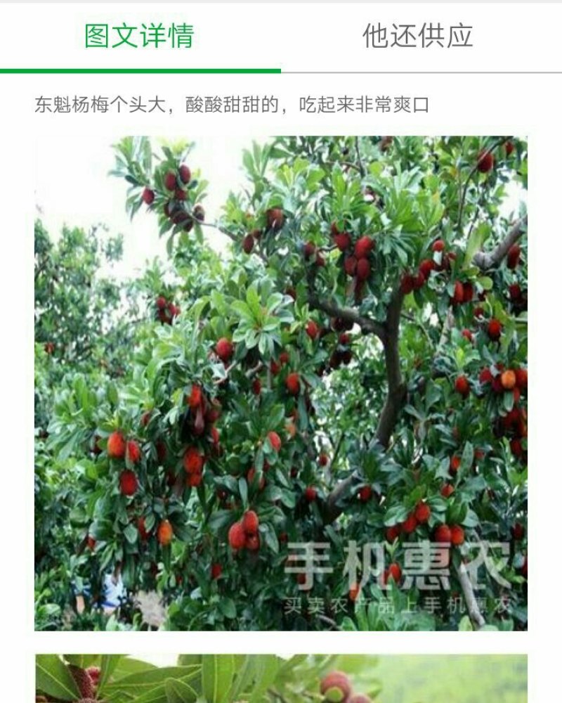 杨梅树苗