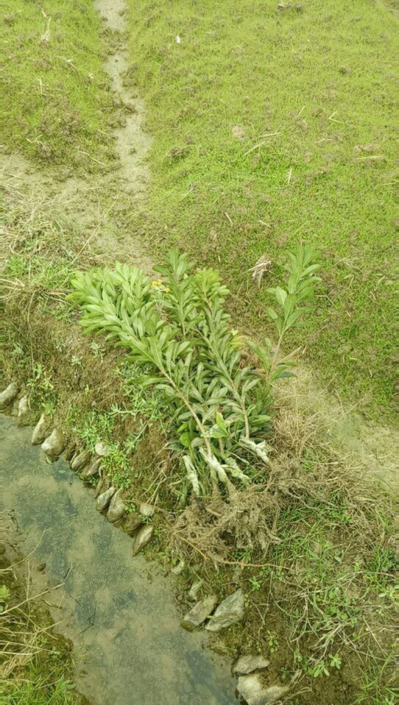 杨梅树苗