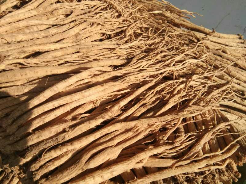 黄芩植物图:展示完整的黄芩植株及其根部形态 黄芩植物图