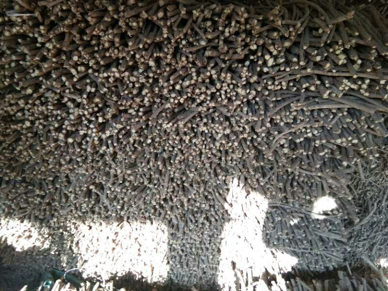 黄芩药材图,展示晒干后的黄芩根部,颜色黄褐,形状粗壮 黄芩药材图