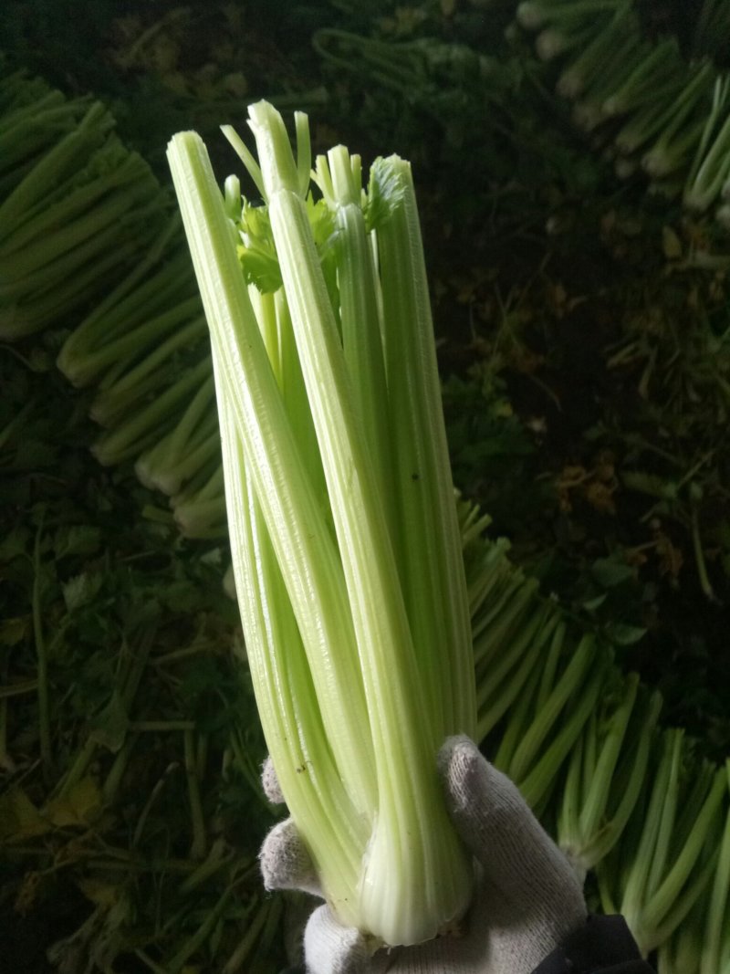 大量上市中：需要的联系我，净菜，毛菜，米黄色大量上市中