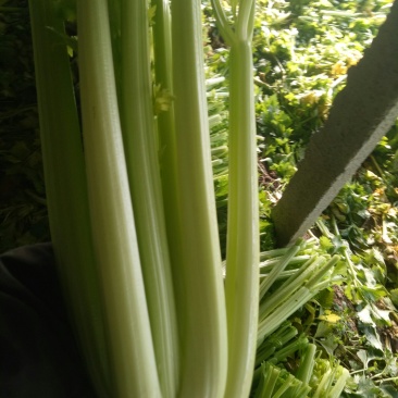 大量上市中：需要的联系我，净菜，毛菜，米黄色大量上市中