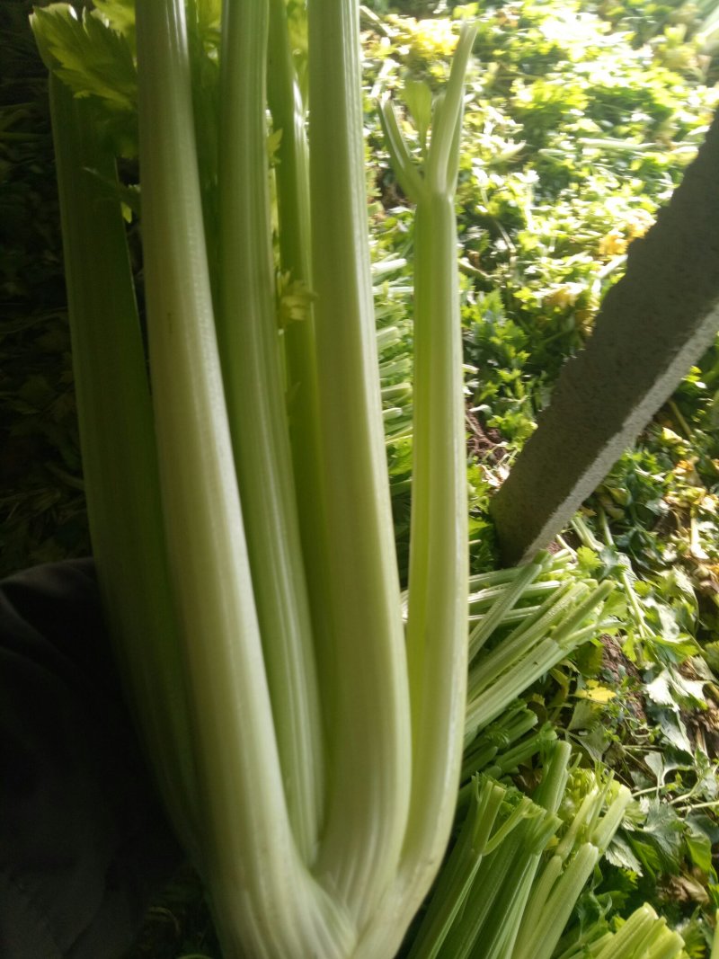 大量上市中：需要的联系我，净菜，毛菜，米黄色大量上市中
