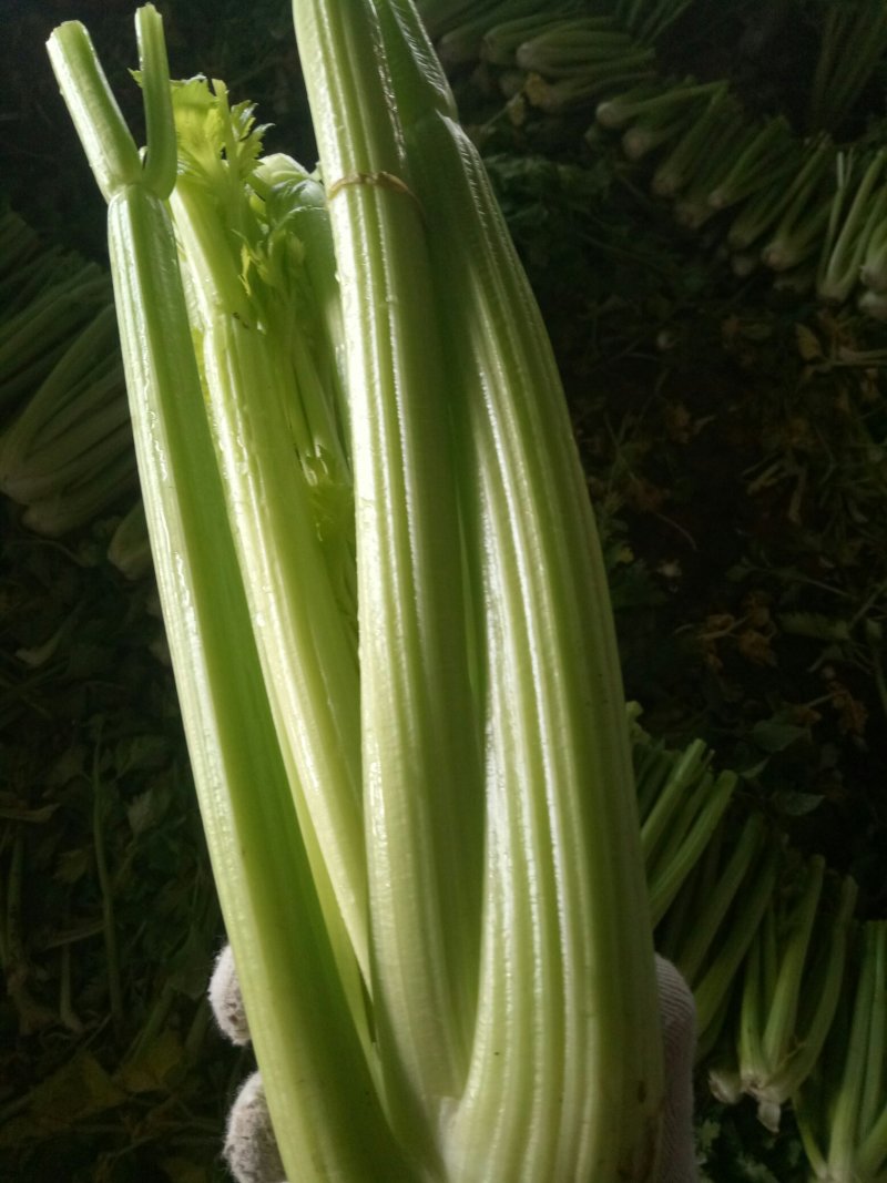 大量上市中：需要的联系我，净菜，毛菜，米黄色大量上市中